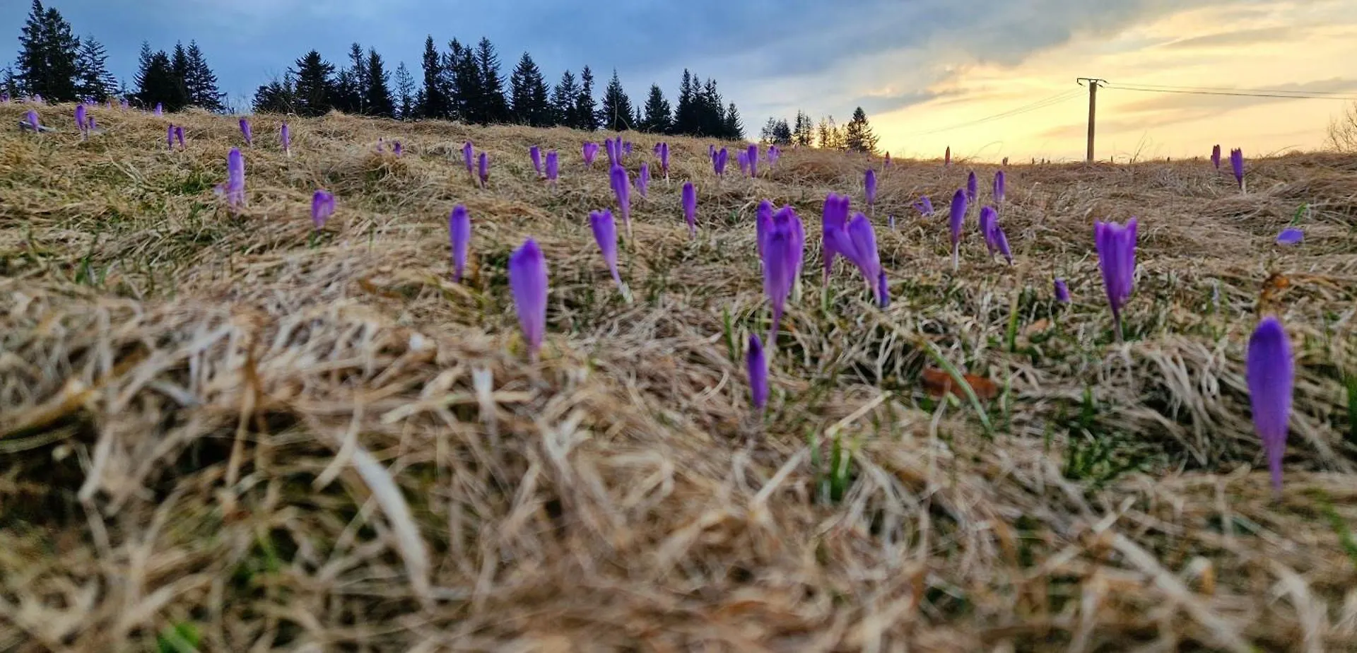 Domek Z Kominkiem Pod Limba Zakopane